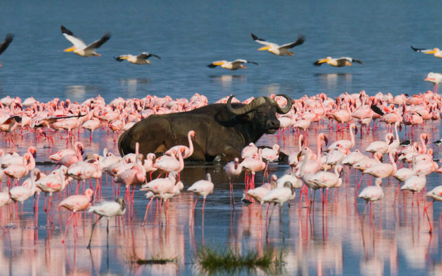 東非-肯亞 柏哥利亞湖國家公園 Lake Bogoria 火烈鳥