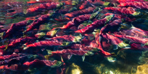 加拿大-亞當河-觀賞紅鮭四年一度大迴游
