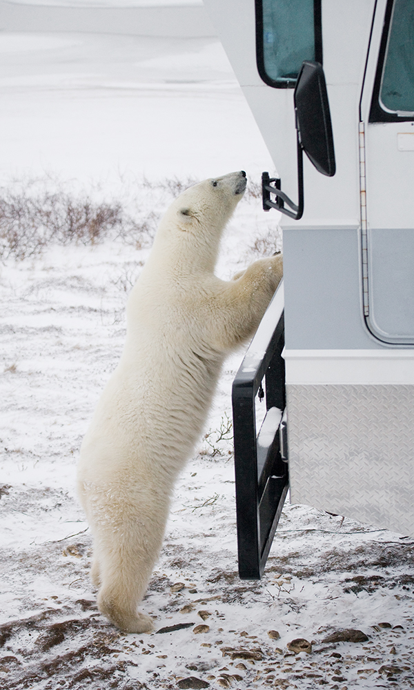 加拿大-連續兩日搭乘巨輪觀熊越野車
