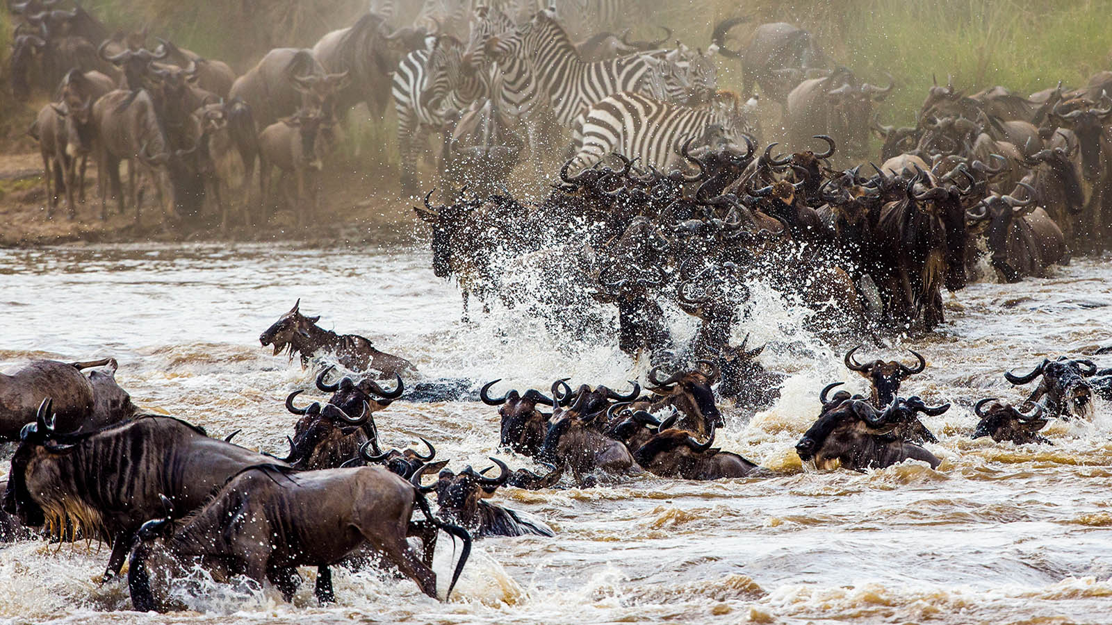 東非大草原 肯亞 馬賽馬拉動物保護區 MASAI MARA NATIONAL RESERVE