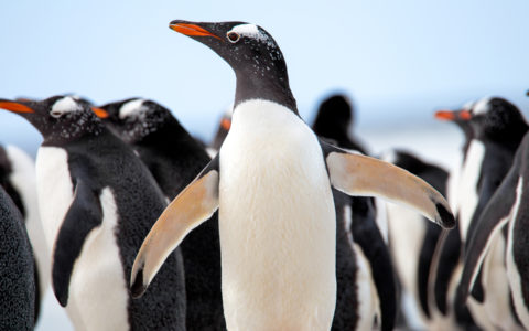南極-南極小精靈【紳士企鵝】-Gentoo Penguin