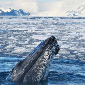 南極-鯨魚-antarctica whale
