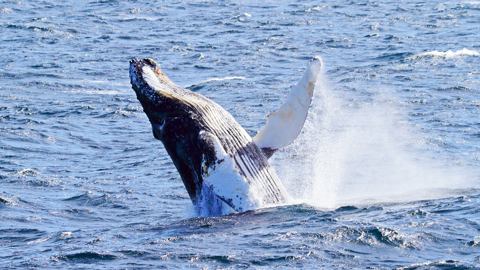 南極-鯨魚-antarctica whale