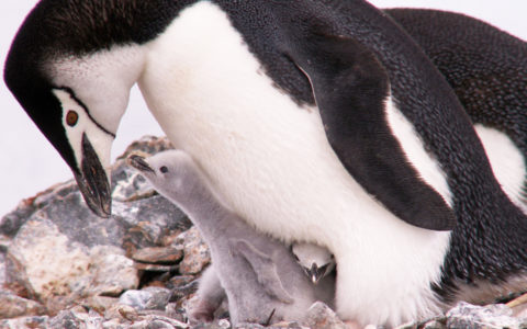南極-帽帶企鵝-Chinstrap Penguin