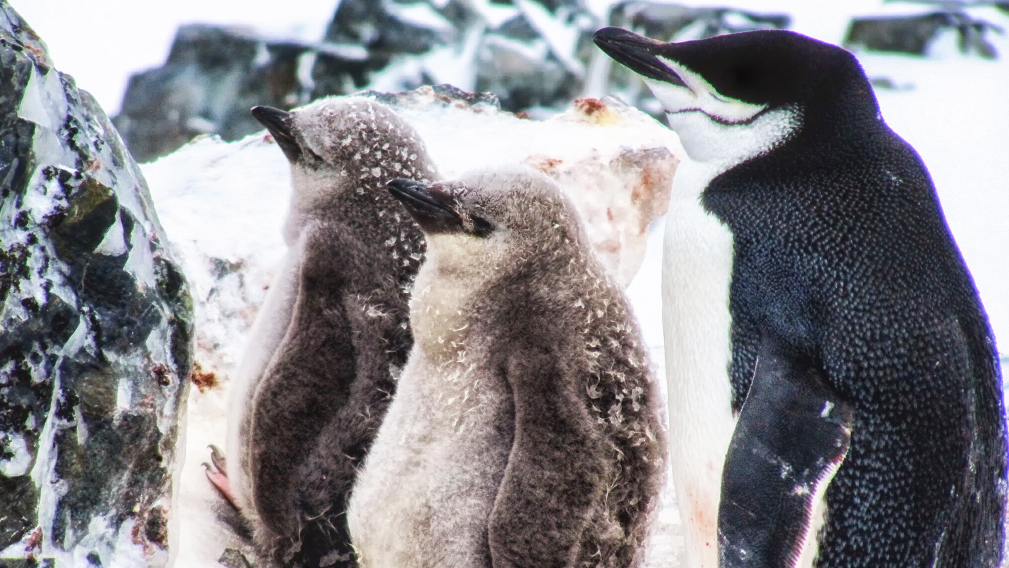 南極-帽帶企鵝-Chinstrap Penguin