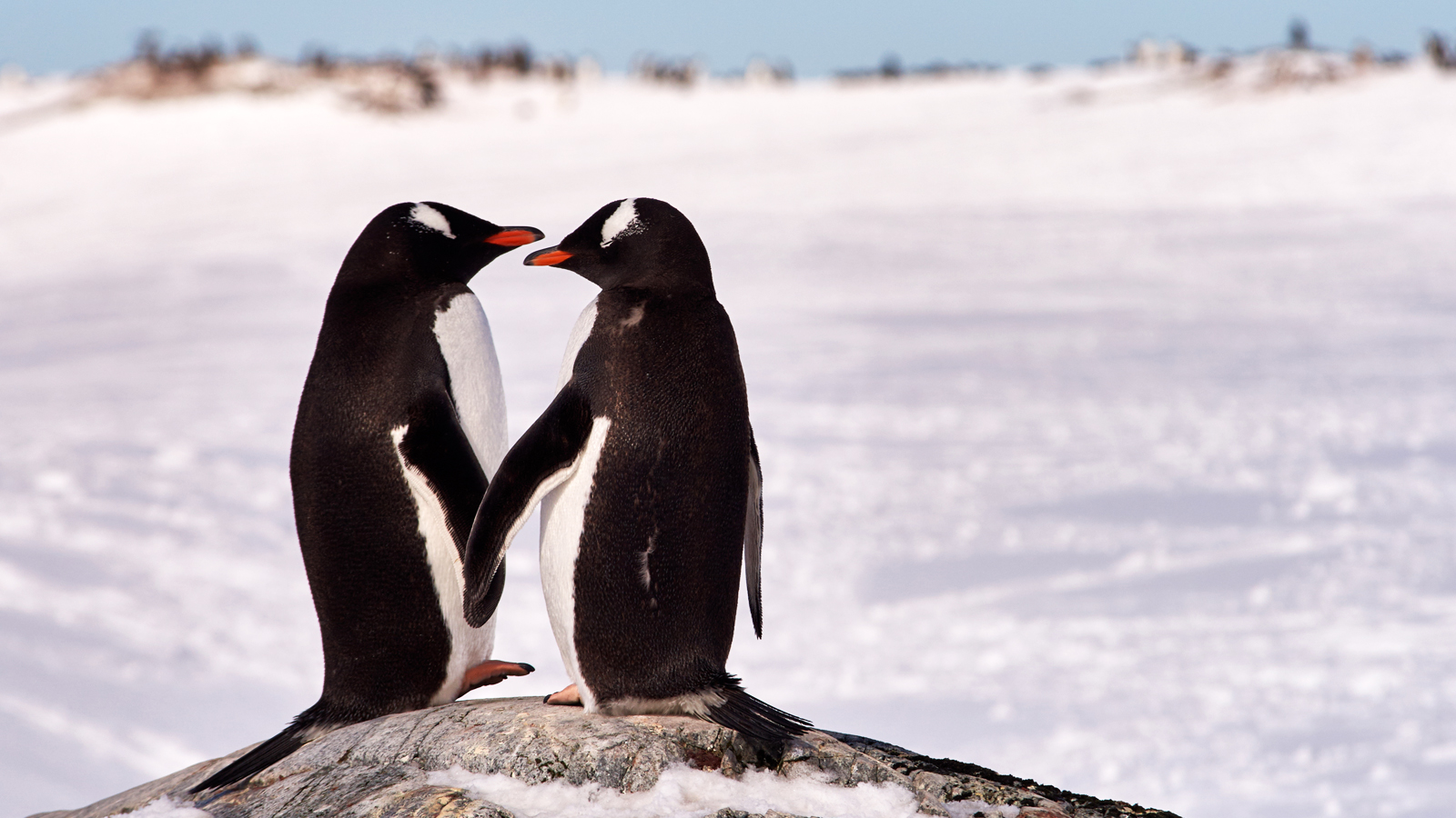 紳士企鵝(巴布亞企鵝)-Gentoo Penguin