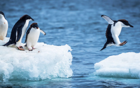 南極-阿德利企鵝-Adelie Penguin