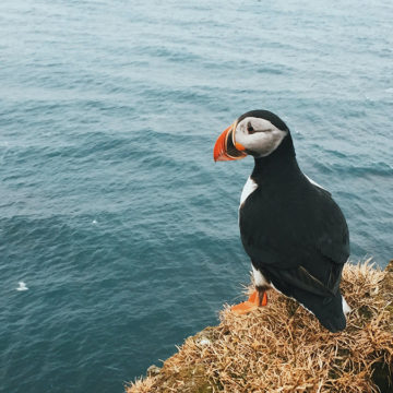 puffin island冰島海雀2M