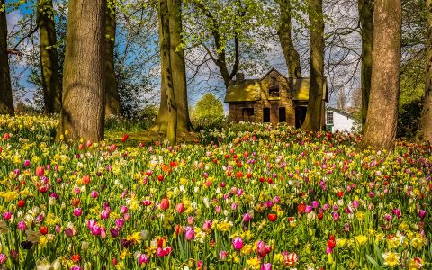 Groot-Bijgaarden-Castle-比利時鬱金香花園城堡-M-1