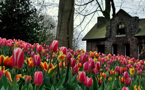 布魯塞爾-城堡-Floralia-Brussels-7059852925-M-1