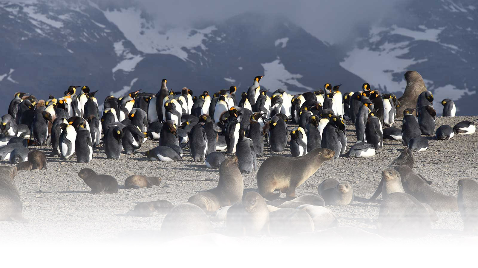 南極-國王企鵝