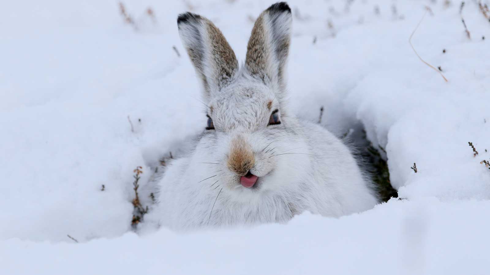 北極-北極兔-Lepus-timidus-M