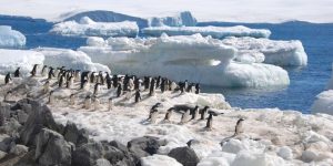 南極半島阿德利企鵝
