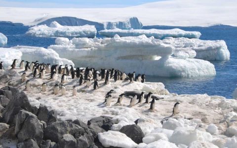 南極半島阿德利企鵝