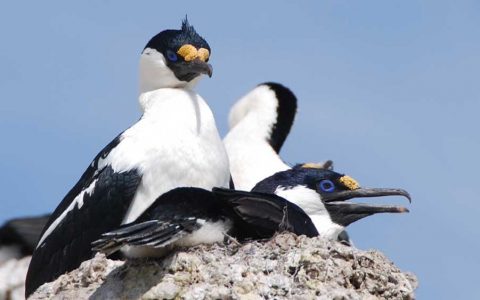 南極半島鳥群