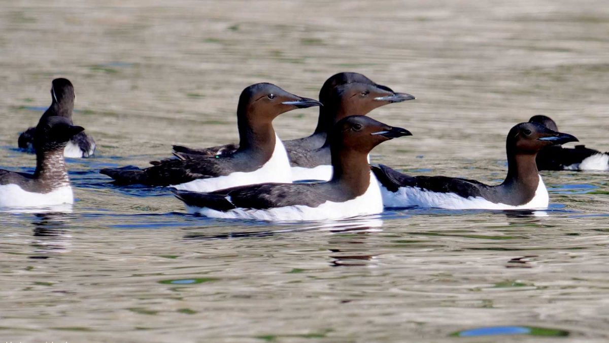 北極-布式海鳩-Brünnich’s-guillemots-M