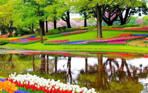 庫肯霍夫鬱金香花園-Keukenhof-garden-1093681-M-1