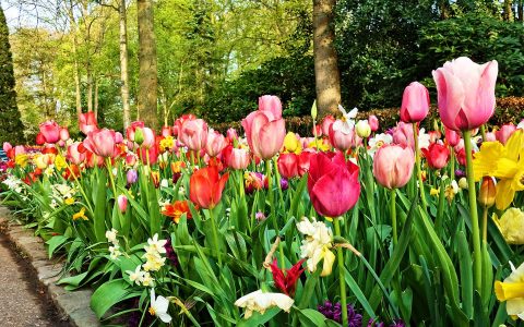 庫肯霍夫鬱金香花園-Keukenhof-tulip-3344153-M-1