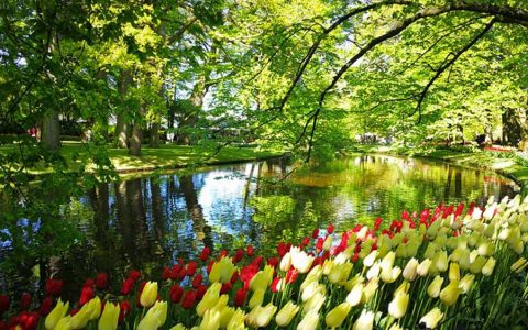 庫肯霍夫鬱金香花園-Keukenhof-tulip-M-1