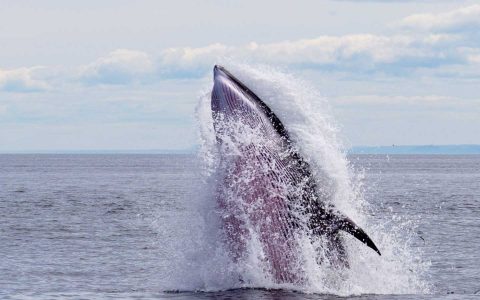 北極-小鬚鯨-Minke Whale-M