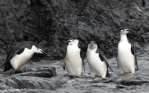 軍官企鵝-Pygoscelis-antarctica-penguin-L-1