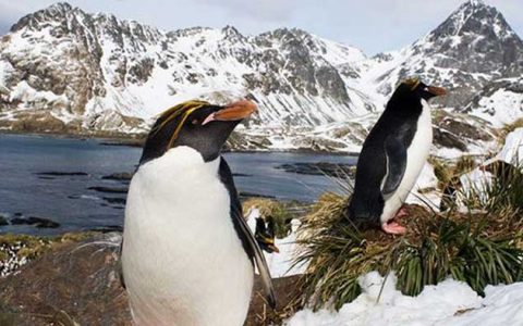 馬可羅尼企鵝-雪特蘭群島