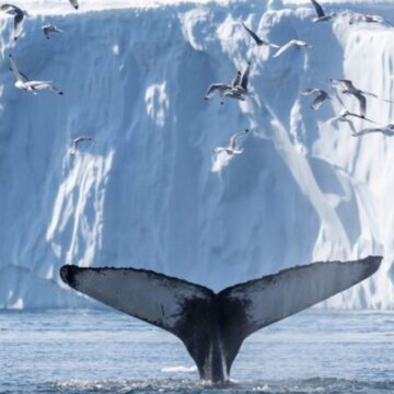 百夫長旅遊_歐洲_北歐_冰島格陵蘭_冰海航行與海中之王相遇 Whale Watch