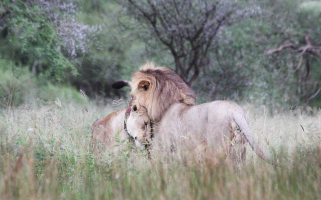 坦尚尼亞-Tarangire-National-Park獅子撒嬌