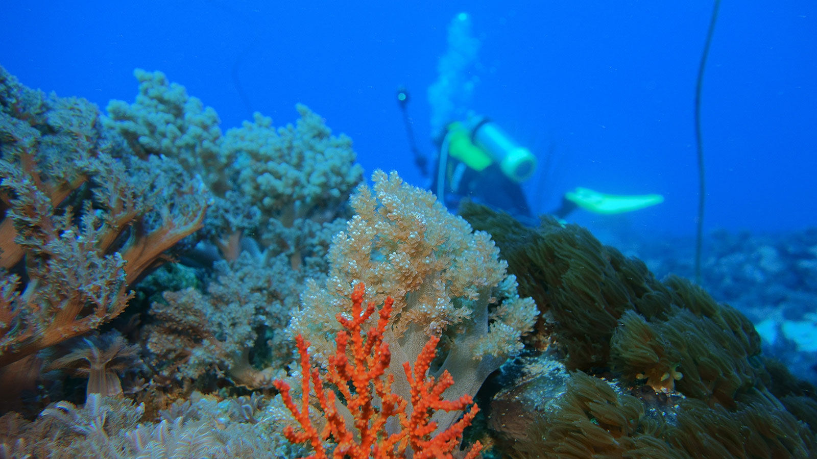 台灣綠島海底世界underwater-713820-L