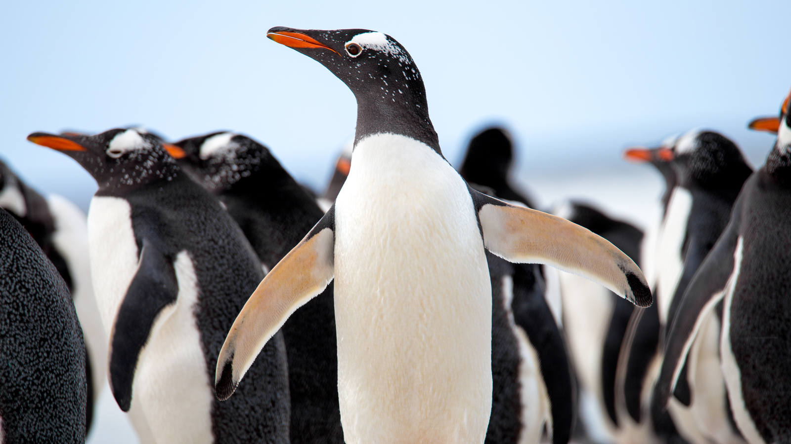 南極-南極小精靈【紳士企鵝】-Gentoo-Penguin-shutterstock_309062477-M