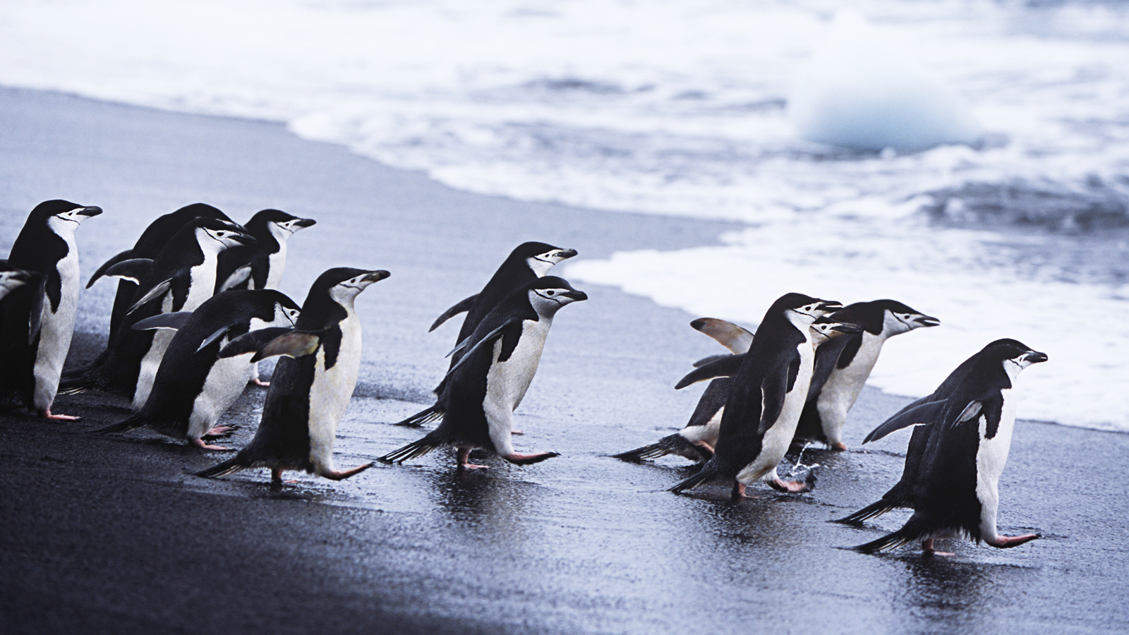 南極-奇幻島PS-Deception-Island-shutterstock_145345726-M