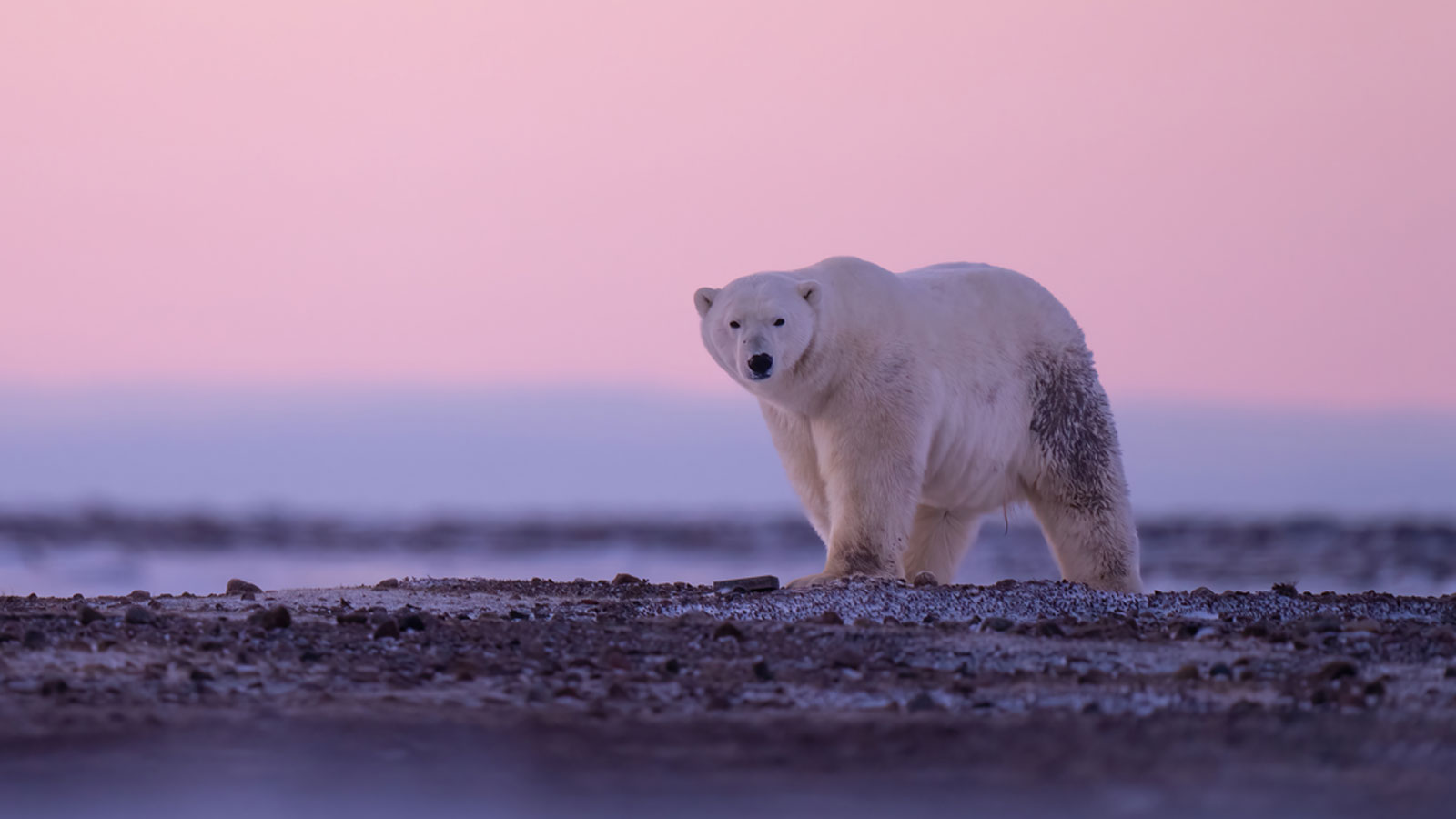 百夫長旅遊_加拿大_邱吉爾黃刀鎮_北極熊Polar-Bear