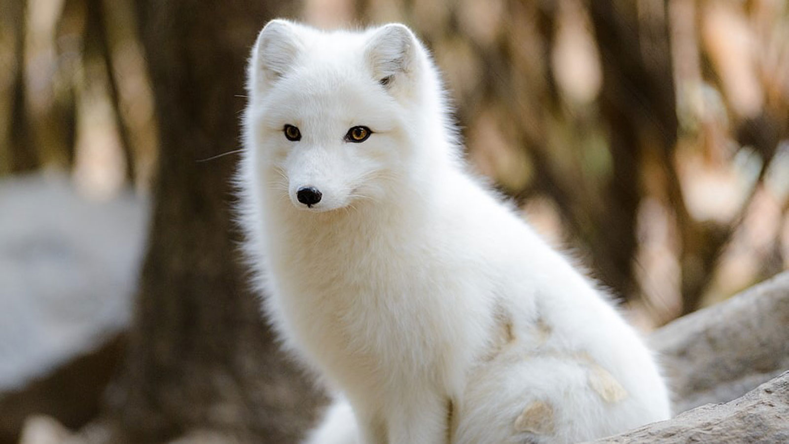 百夫長旅遊_加拿大_邱吉爾黃刀鎮_北極狐-Arctic-Fox