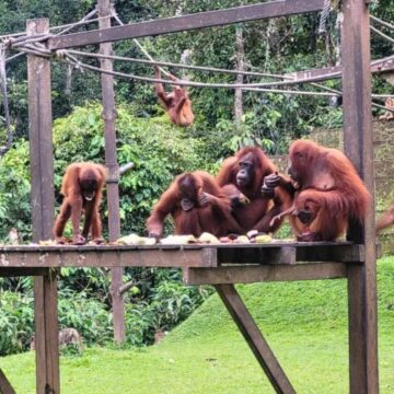 百夫長旅遊-馬來西亞沙巴-西必洛紅毛猩猩人猿保育中心-Sepilok-Orang-Utan-Rehabilitation-Centre-Outdoor-Nursery