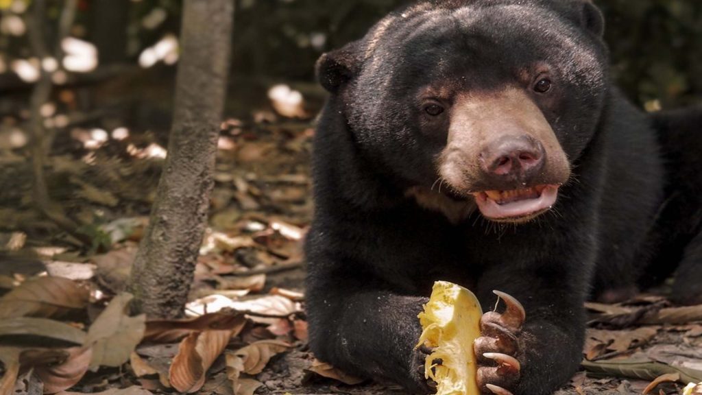 百夫長旅遊_亞洲_馬來西亞_沙巴_婆羅洲馬來熊保育中心Bornean Sun Bear Conservation Center