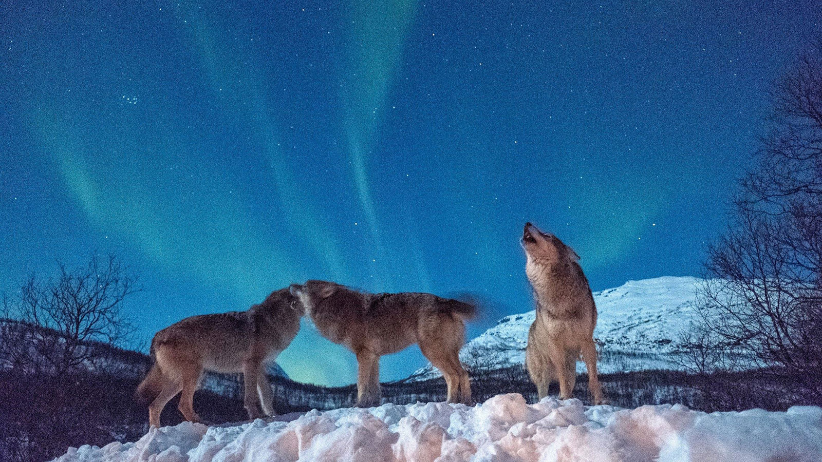 Polar-Park-Arctic-Wildlife-Centre-M