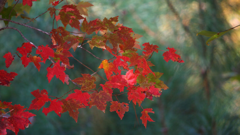 maple-leaves-62759-L-768x432