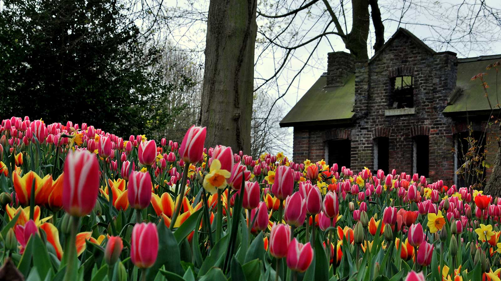 布魯塞爾-城堡-Floralia-Brussels-7059852925-M-1