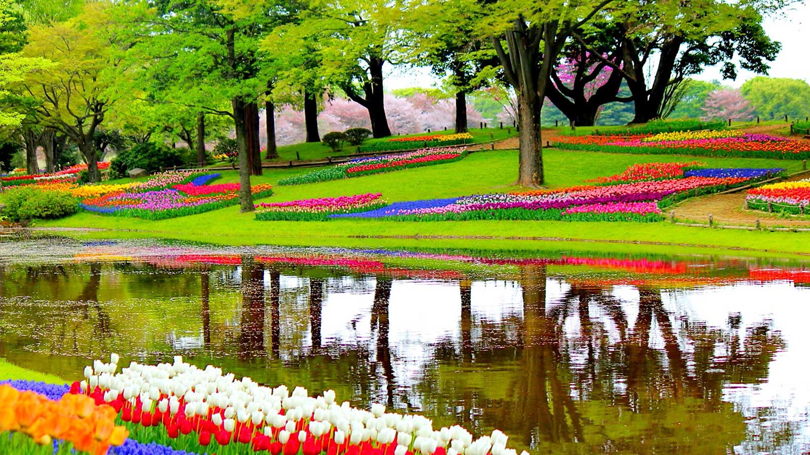 庫肯霍夫鬱金香花園-Keukenhof-garden-1093681-M-1