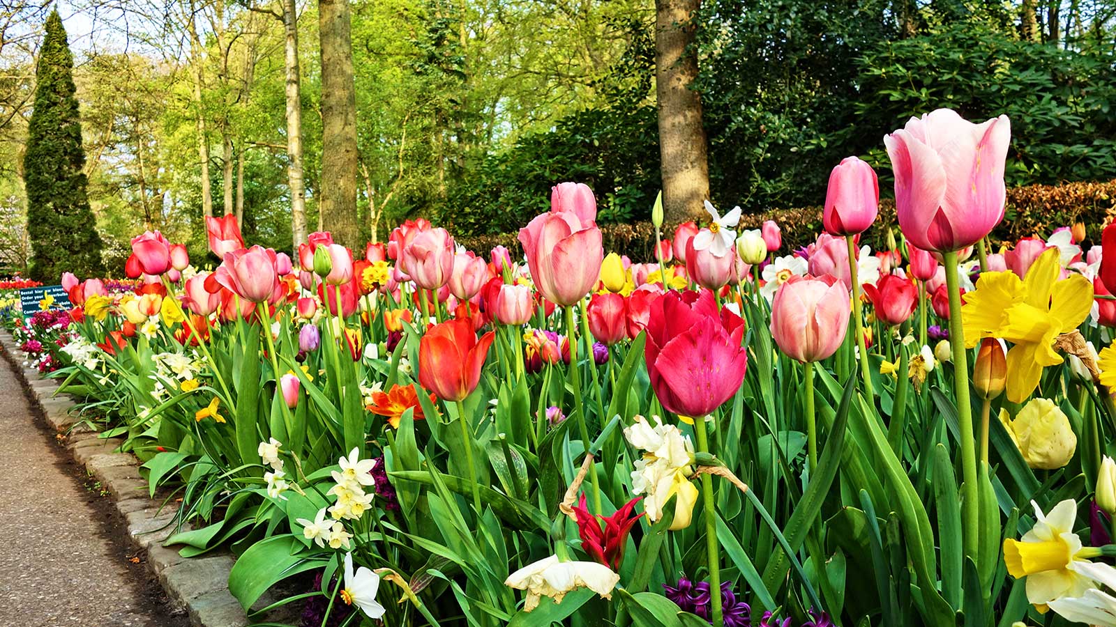 庫肯霍夫鬱金香花園-Keukenhof-tulip-3344153-M-1