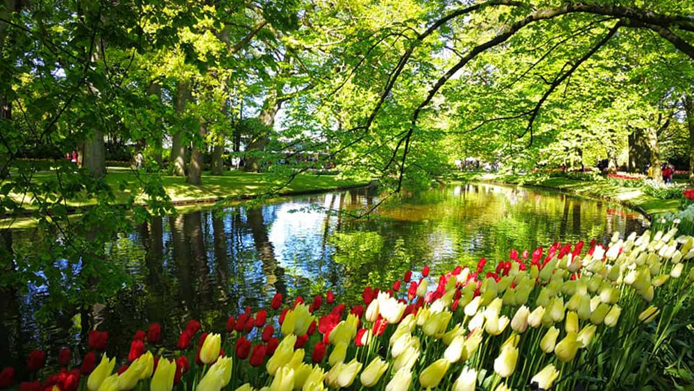 庫肯霍夫鬱金香花園-Keukenhof-tulip-M-1