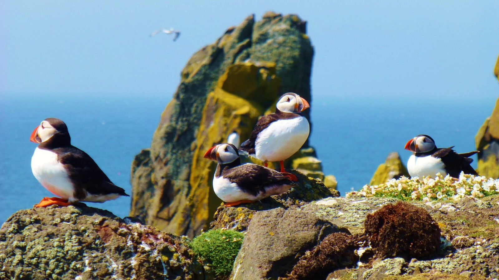 百夫長旅遊_歐洲_蘇格蘭_野生動物和鳥類天堂Wildlife-Paradise